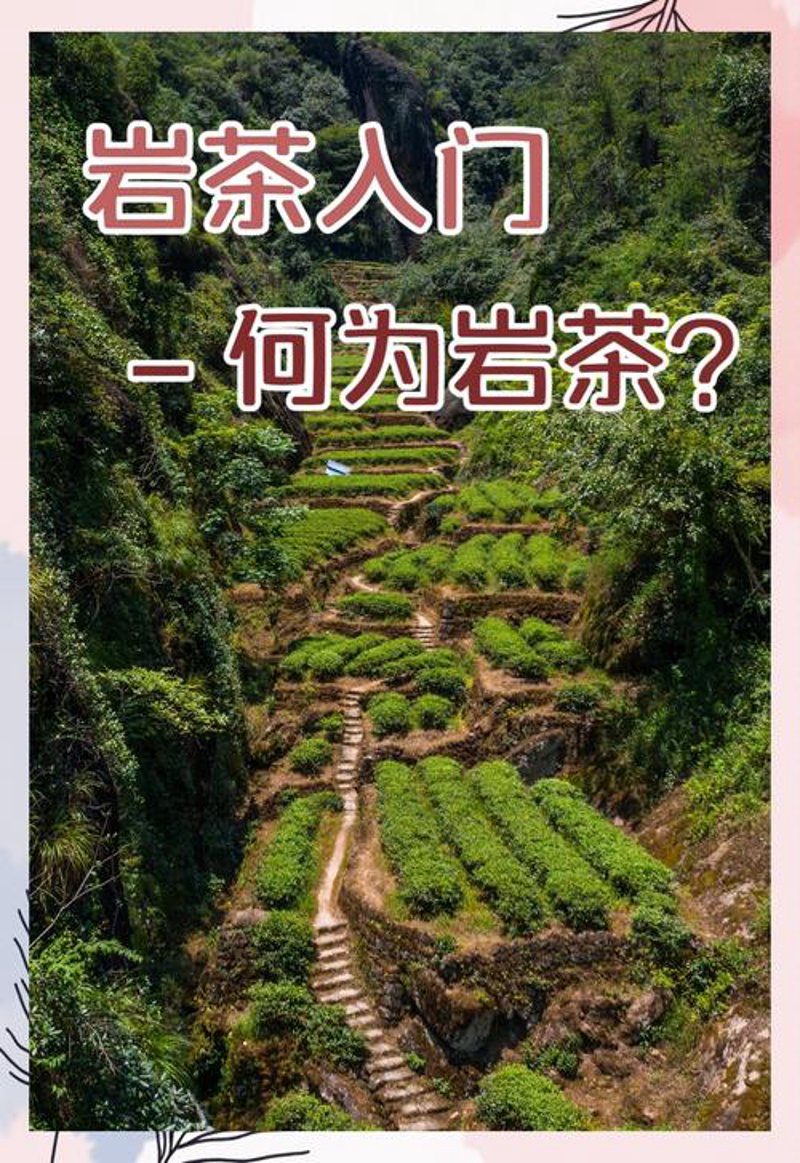 武夷岩茶